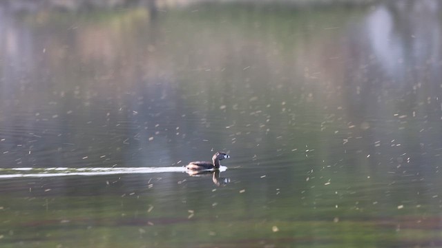 Pied-billed Grebe - ML640522605