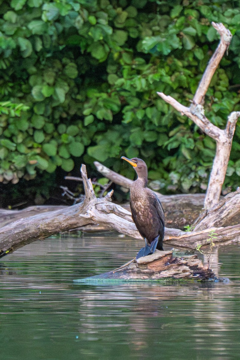 Double-crested Cormorant - ML640522633