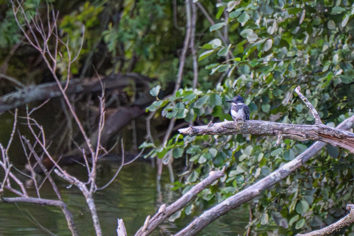 Belted Kingfisher - ML640522640