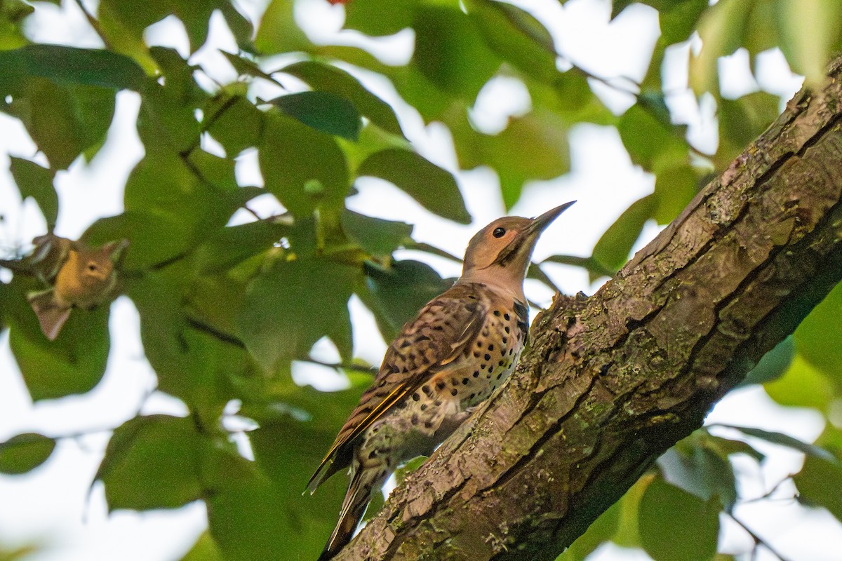 Northern Flicker (Yellow-shafted) - ML640522664
