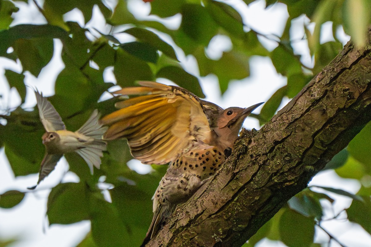 Northern Flicker (Yellow-shafted) - ML640522665