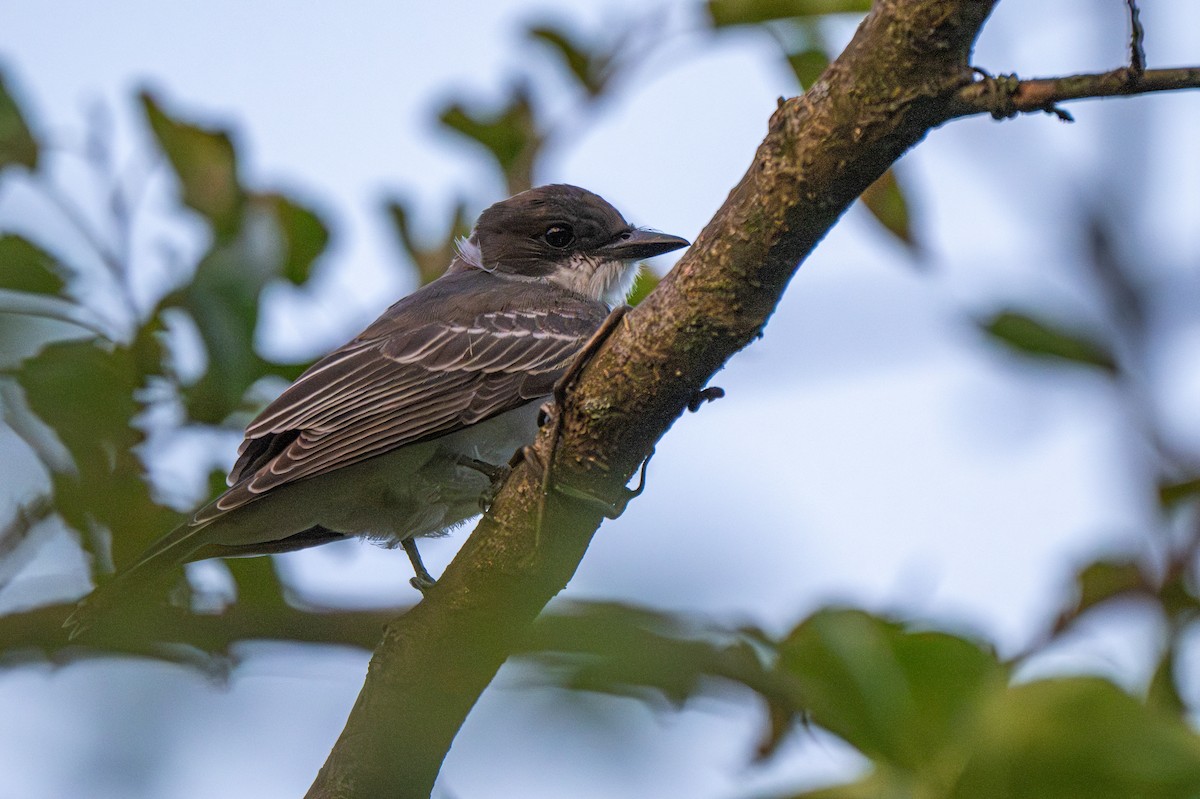 Eastern Kingbird - ML640522673