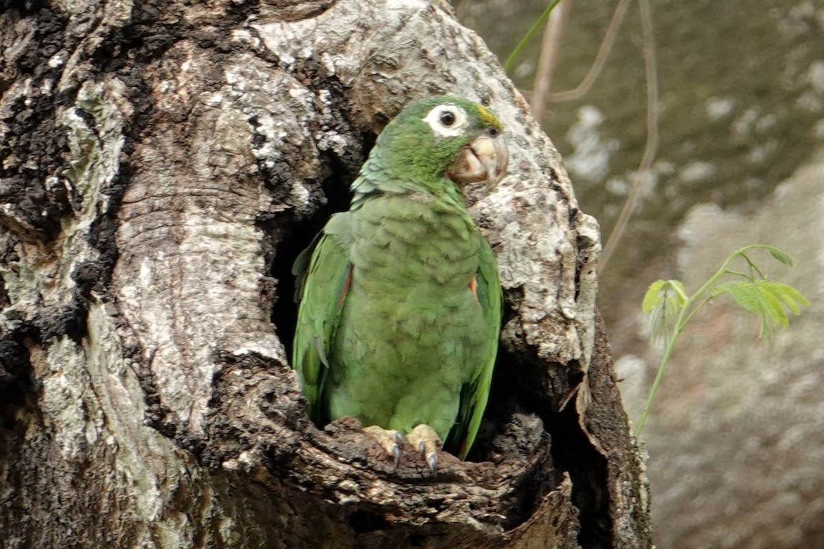 Yellow-crowned Amazon - ML640522676