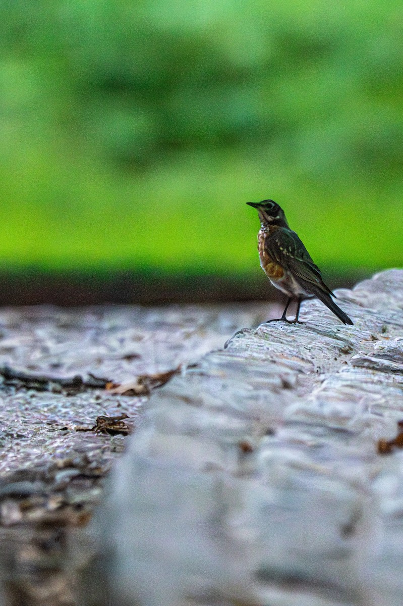 American Robin - ML640522681