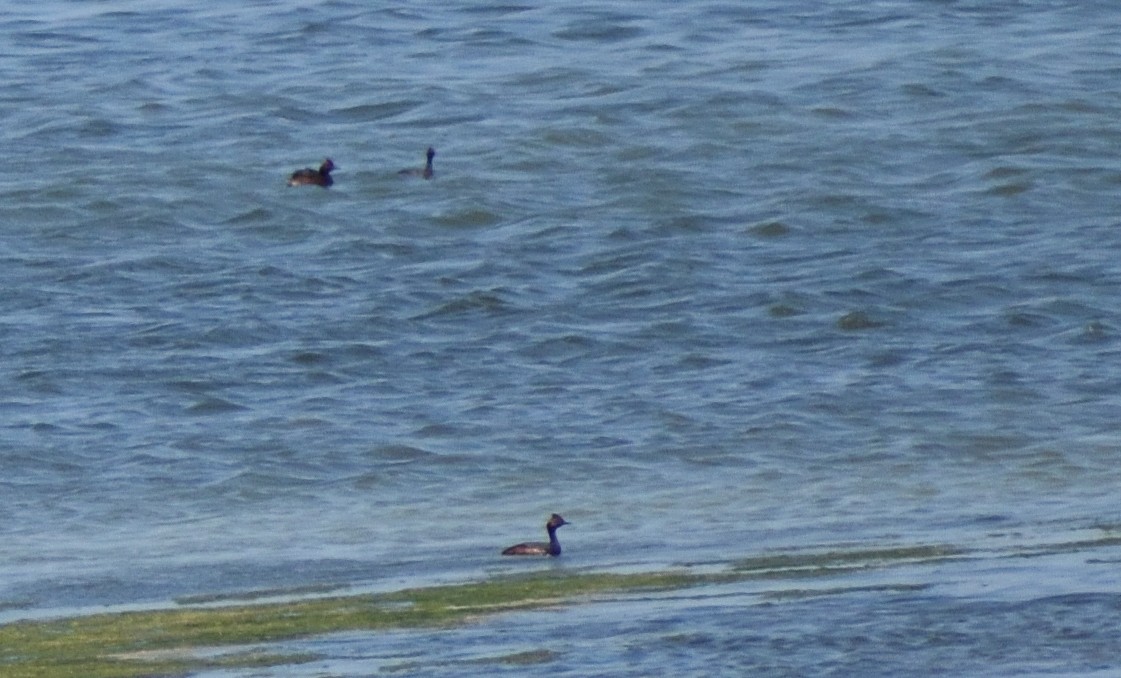 Eared Grebe - ML640522717