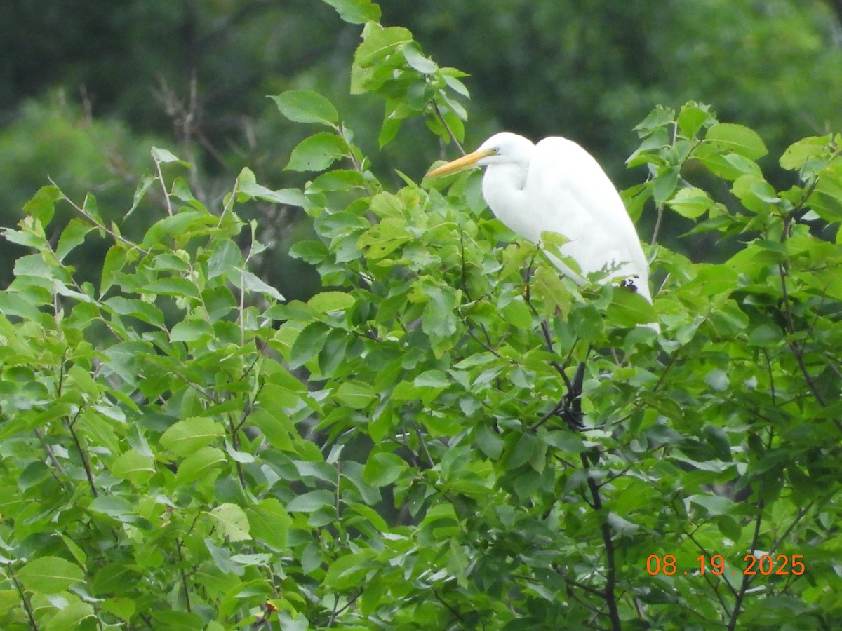 Great Egret - ML640522723