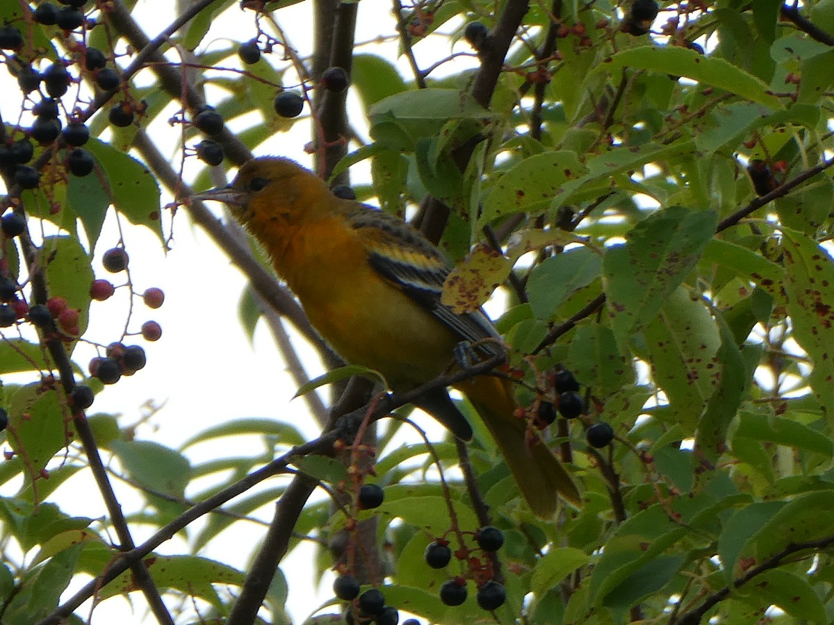 Baltimore Oriole - ML640522732