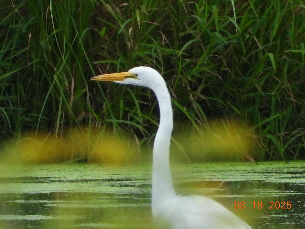 Great Egret - ML640522736