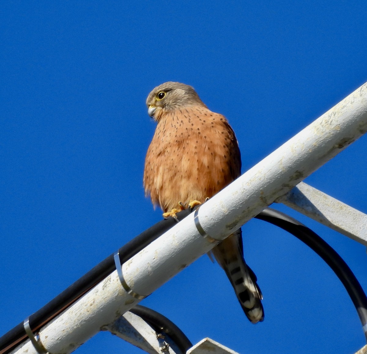 Rock Kestrel - ML640522794