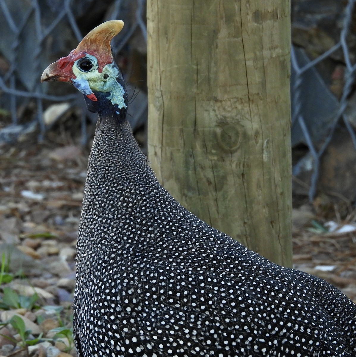 ホロホロチョウ - ML640522818