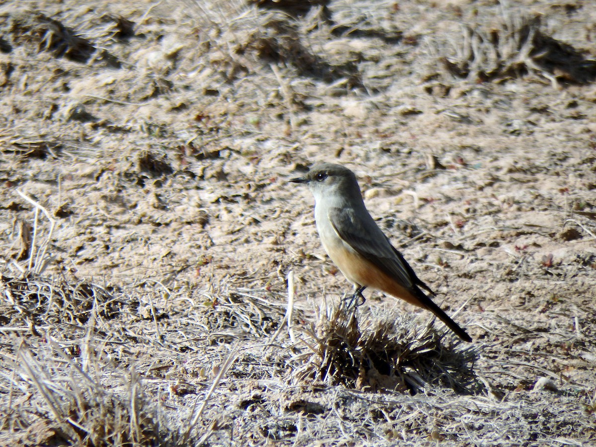 Mosquero Llanero - ML640522830