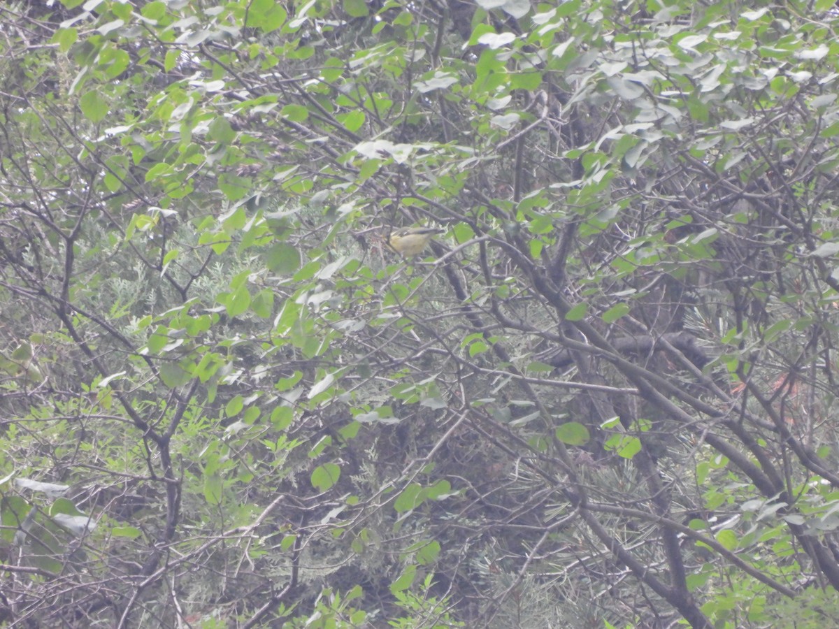 Yellow-bellied Tit - ML640523179