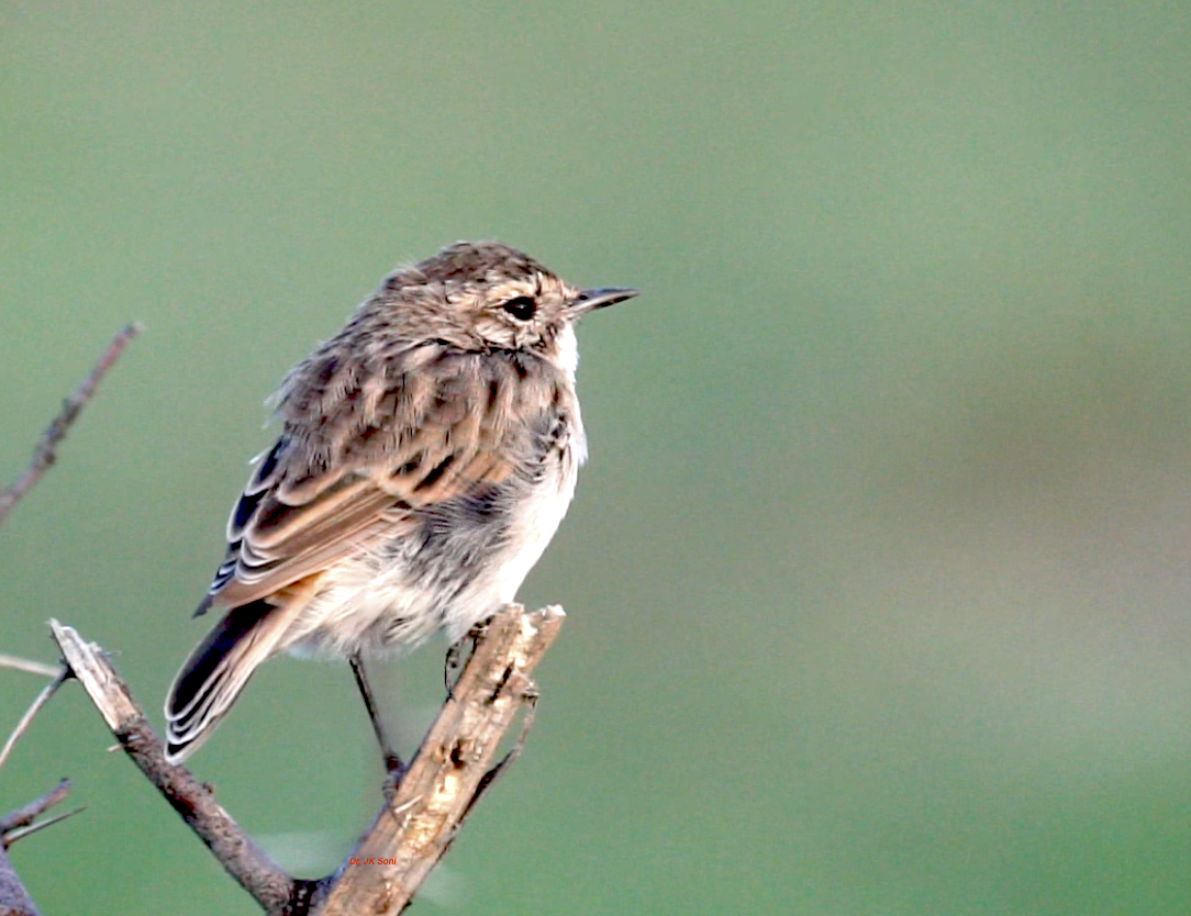 White-browed Bushchat - ML640523196