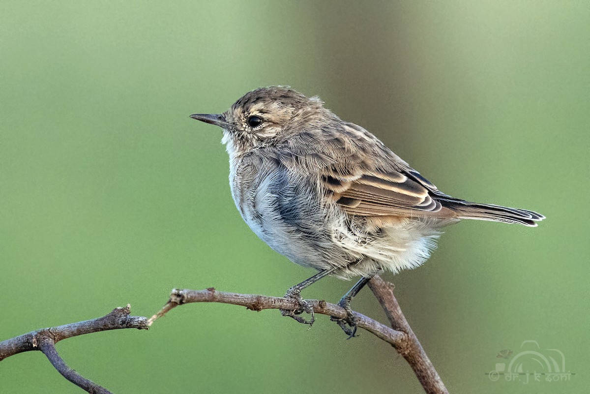 White-browed Bushchat - ML640523197