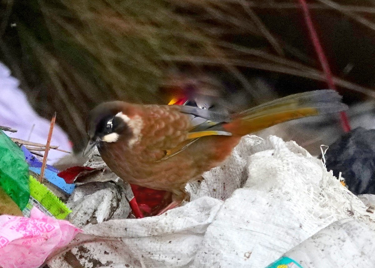 Чернолицая кустарница - ML640523517