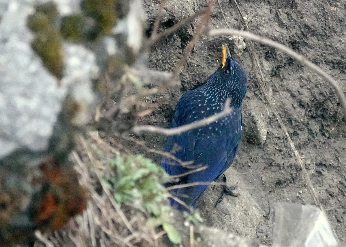 Синяя птица - ML640523532