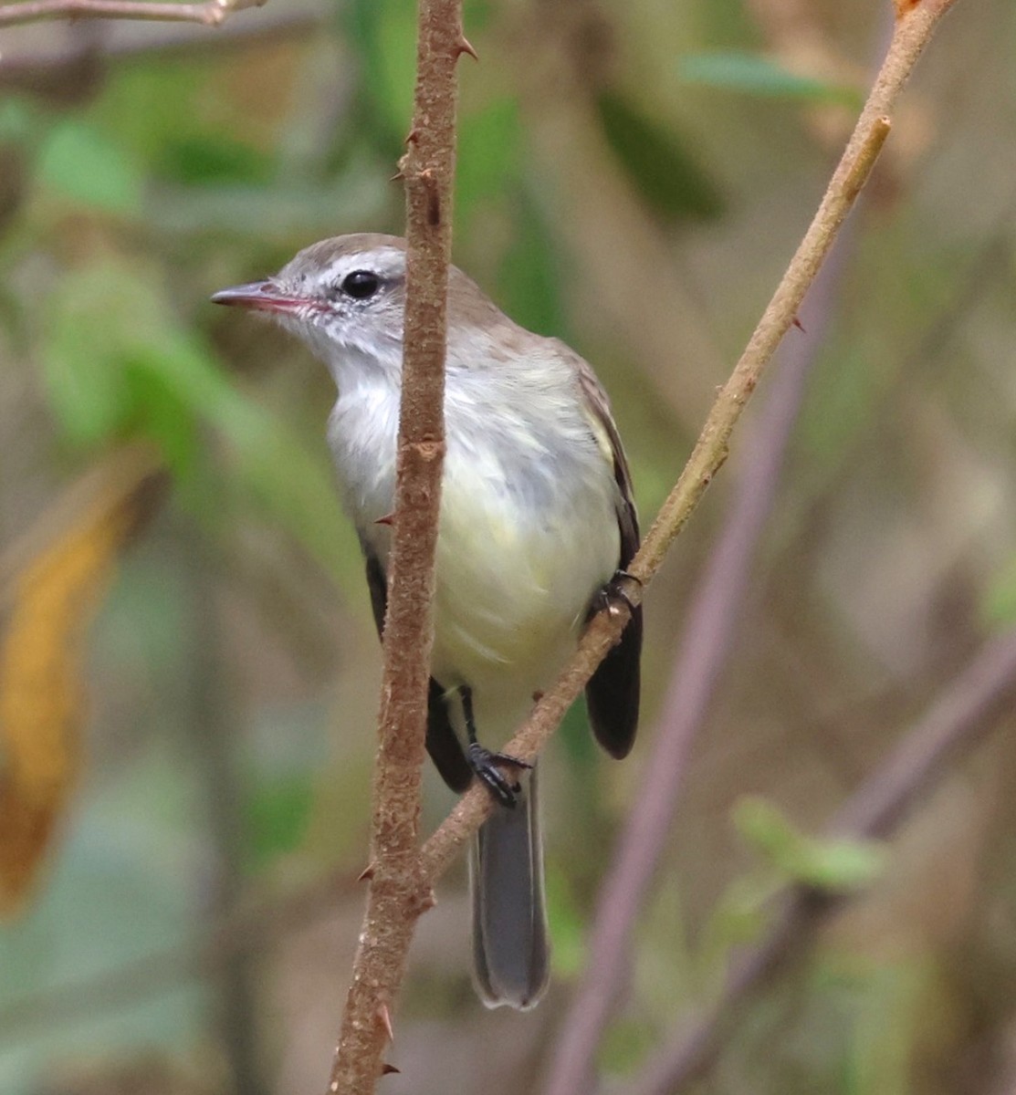 Mouse-colored Tyrannulet - ML640523541