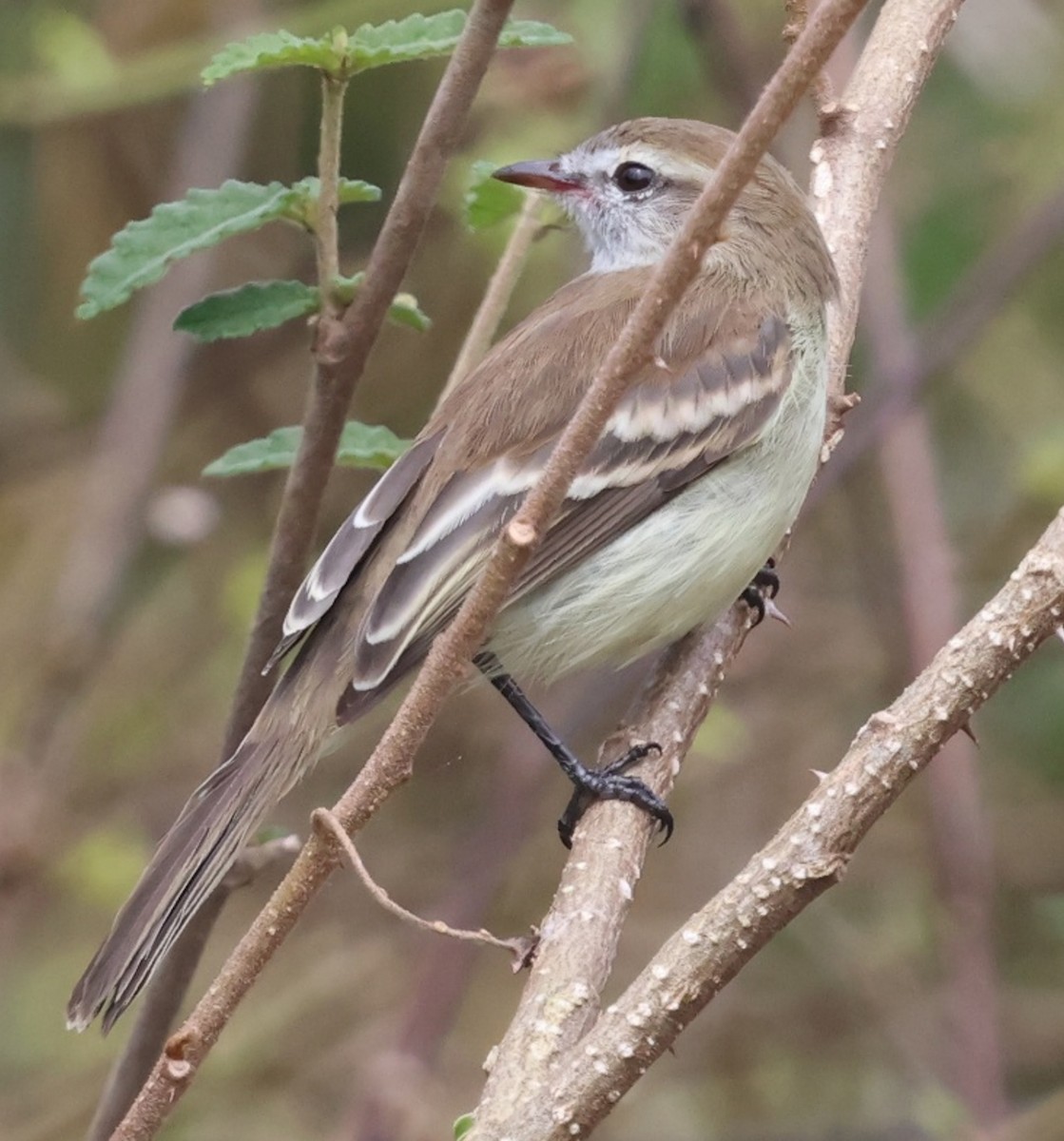 Mouse-colored Tyrannulet - ML640523543
