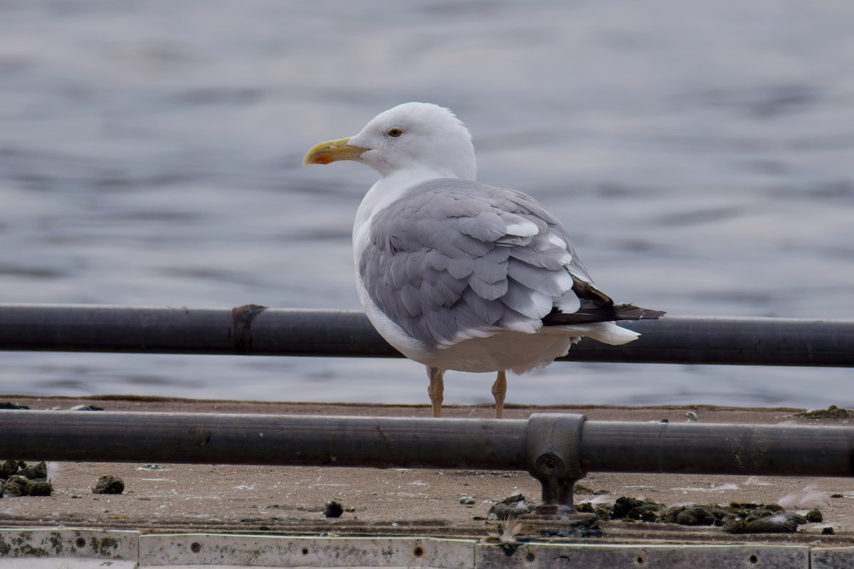 Yellow-legged Gull - ML640523586