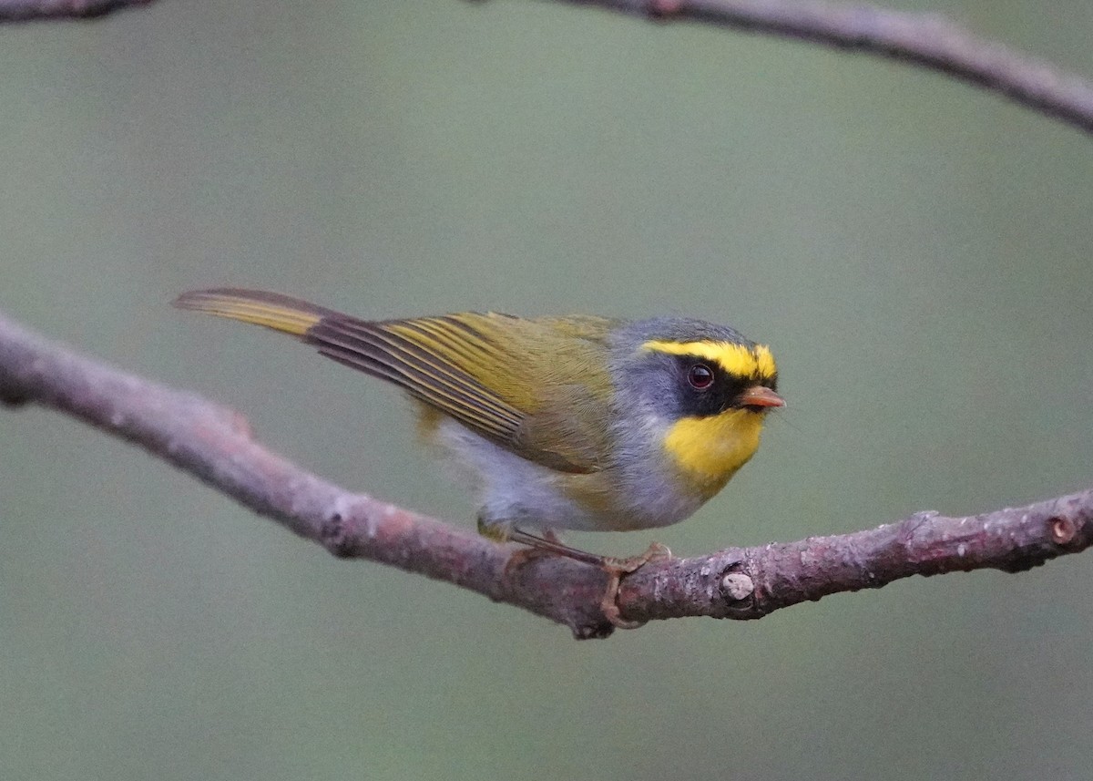 Black-faced Warbler - ML640523714