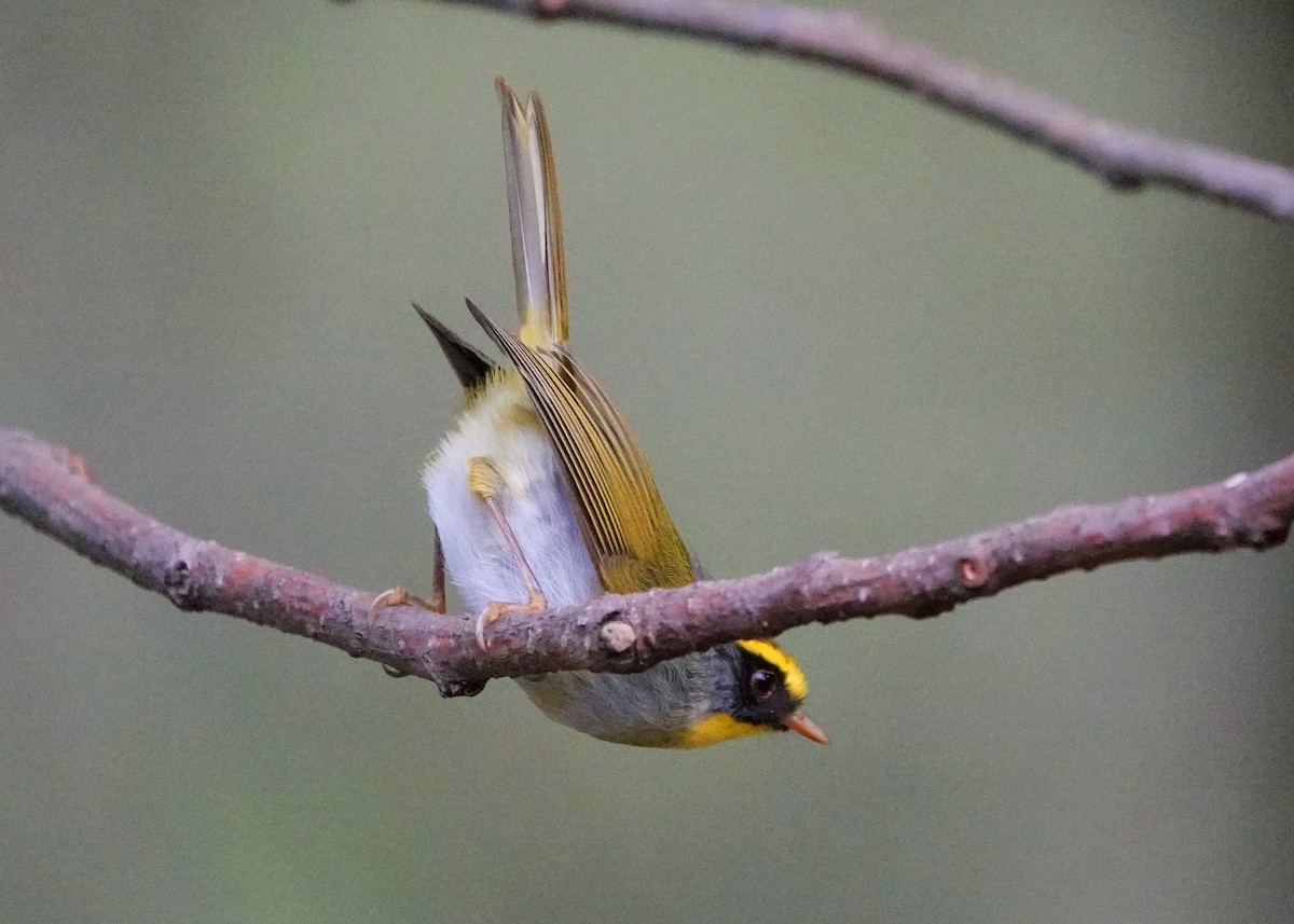 Black-faced Warbler - ML640523715