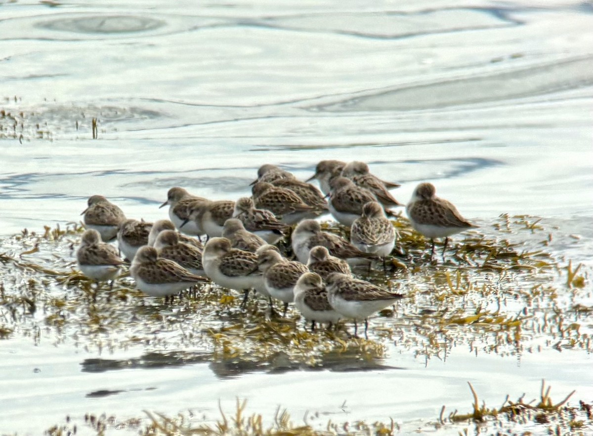 Semipalmated Sandpiper - ML640523788