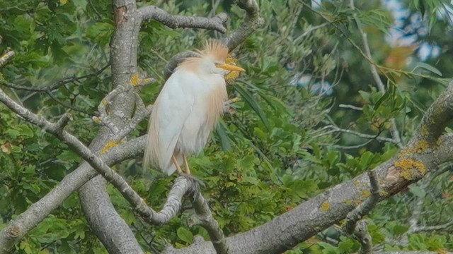 Western Cattle-Egret - ML640523845