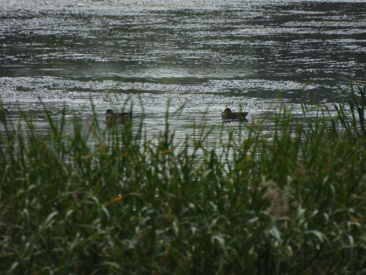 Falcated Duck - ML640523983