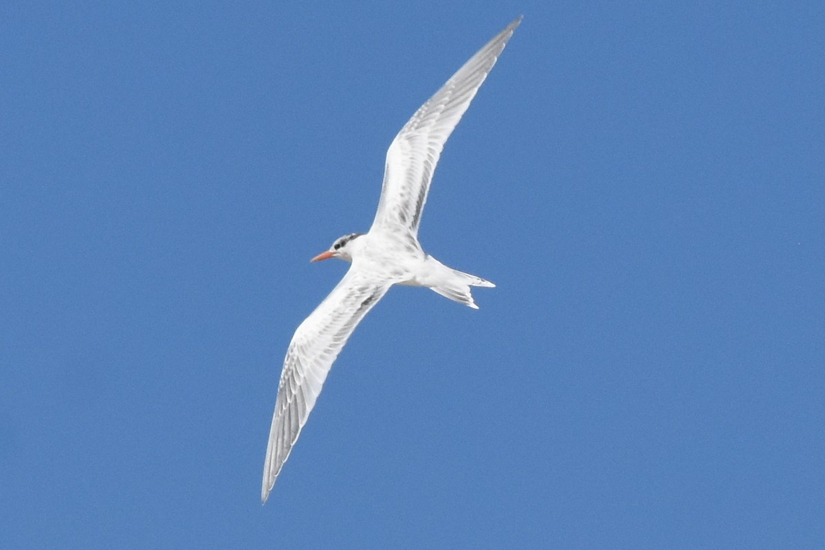 Royal Tern - ML640523985