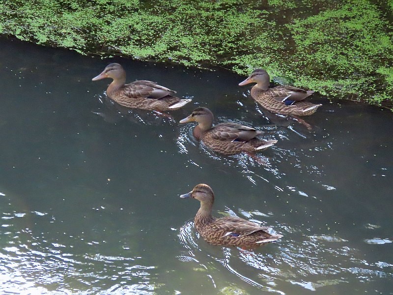 Mallard - ML640524024