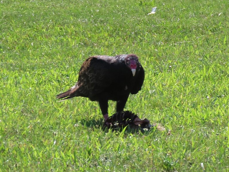 Turkey Vulture - ML640524035