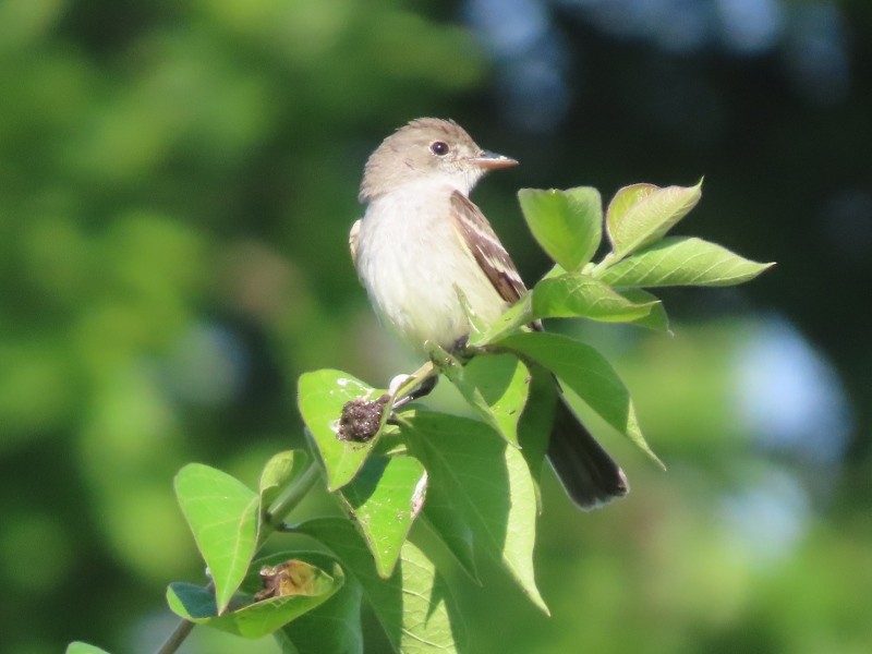 Willow Flycatcher - ML640524041