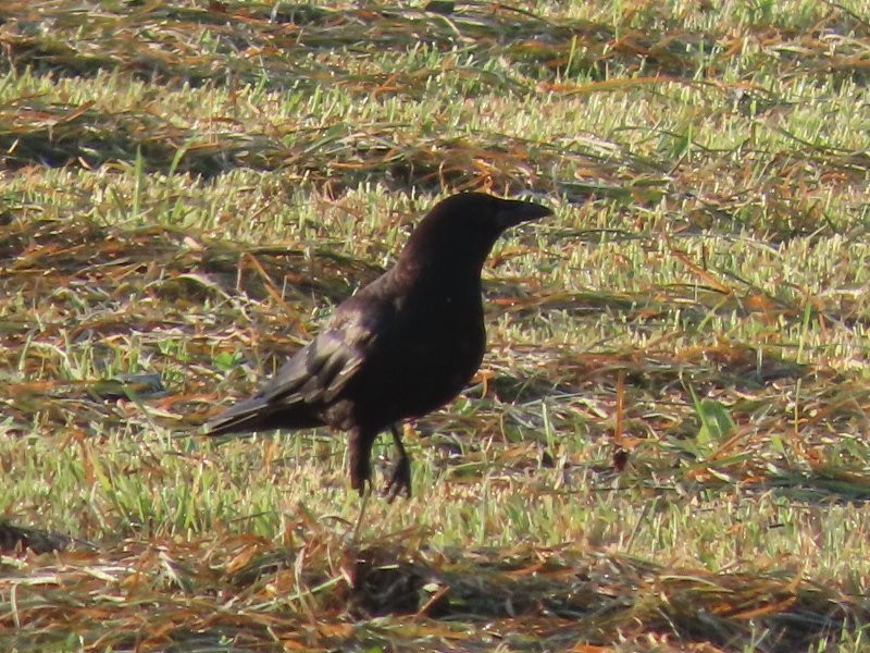 American Crow - ML640524055