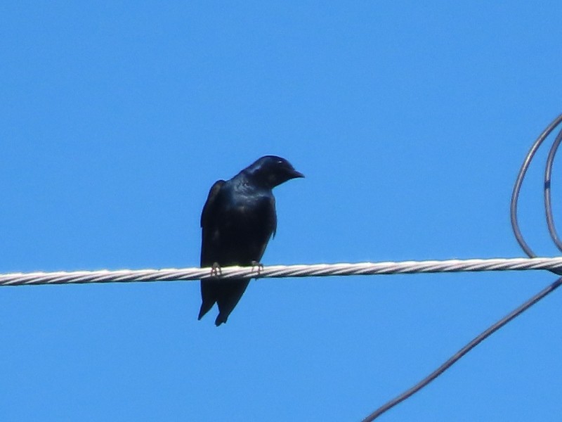 Purple Martin - ML640524062