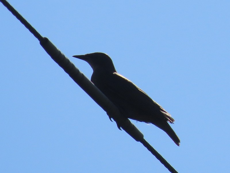 European Starling - ML640524089