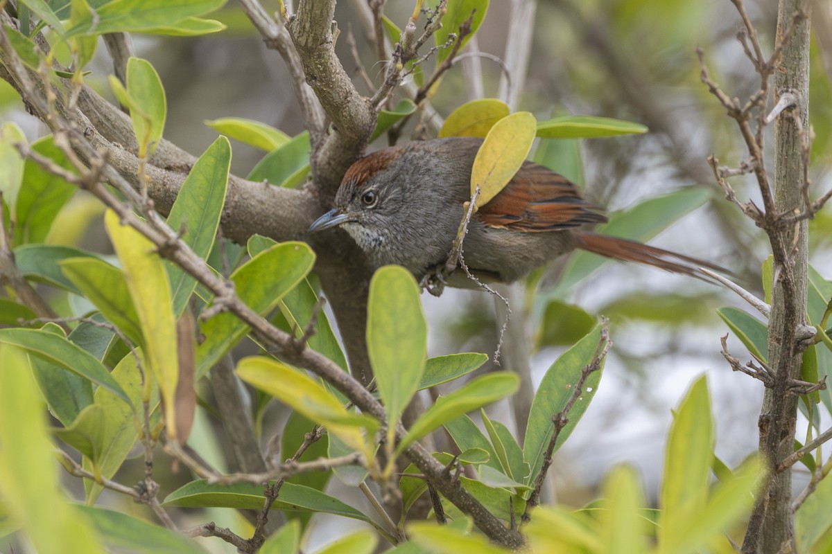 Sooty-fronted Spinetail - ML640524102