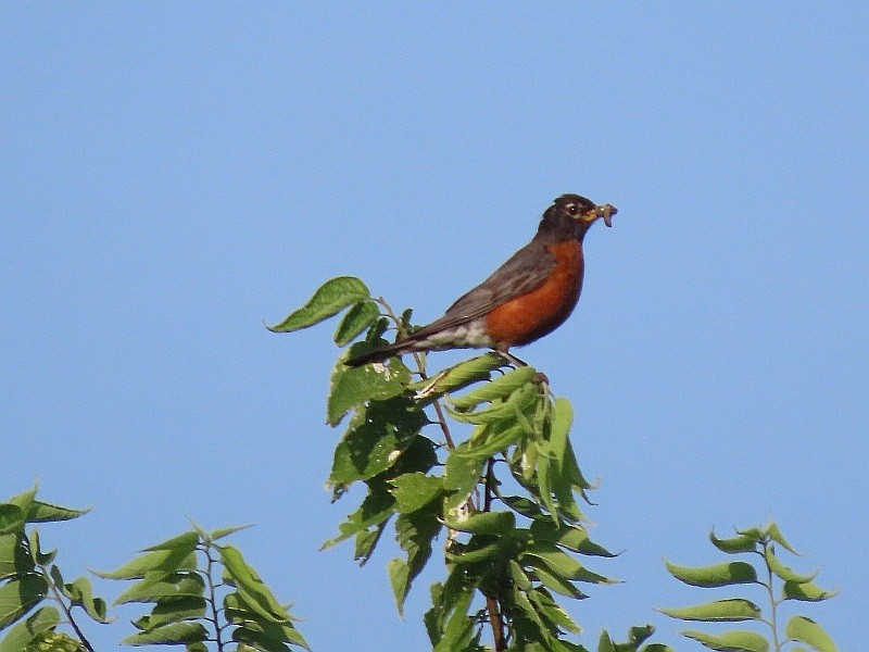American Robin - ML640524136