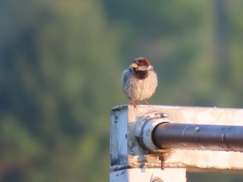 House Sparrow - ML640524142