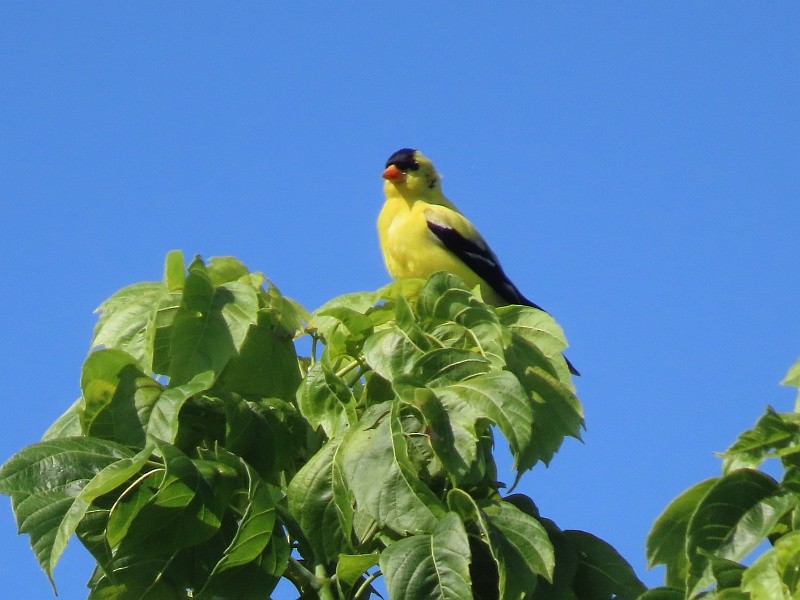 American Goldfinch - ML640524157