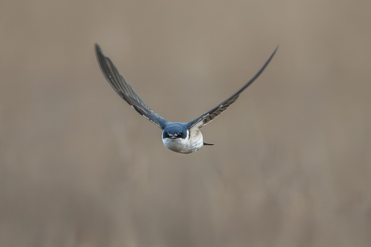 Ak Sokumlu Kırlangıç - ML640524165