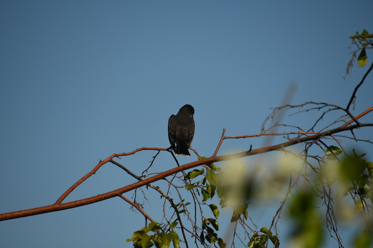 Eastern Kingbird - ML640524178