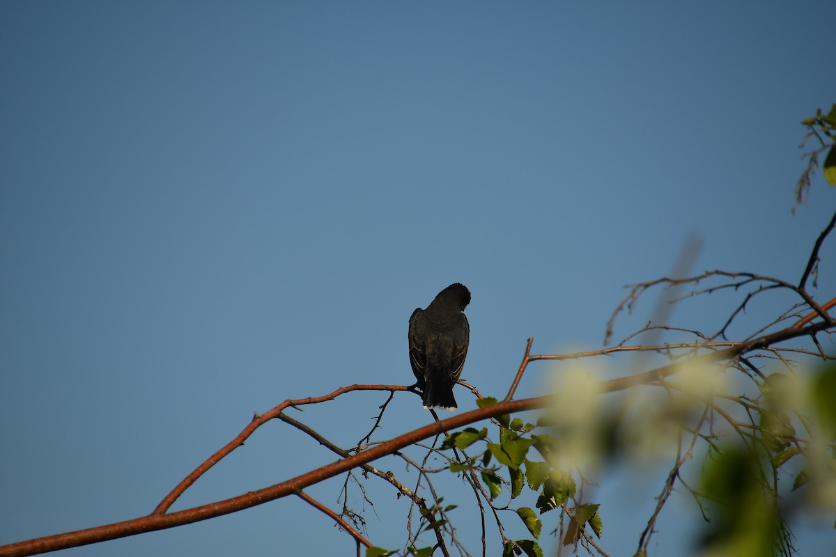 Eastern Kingbird - ML640524180