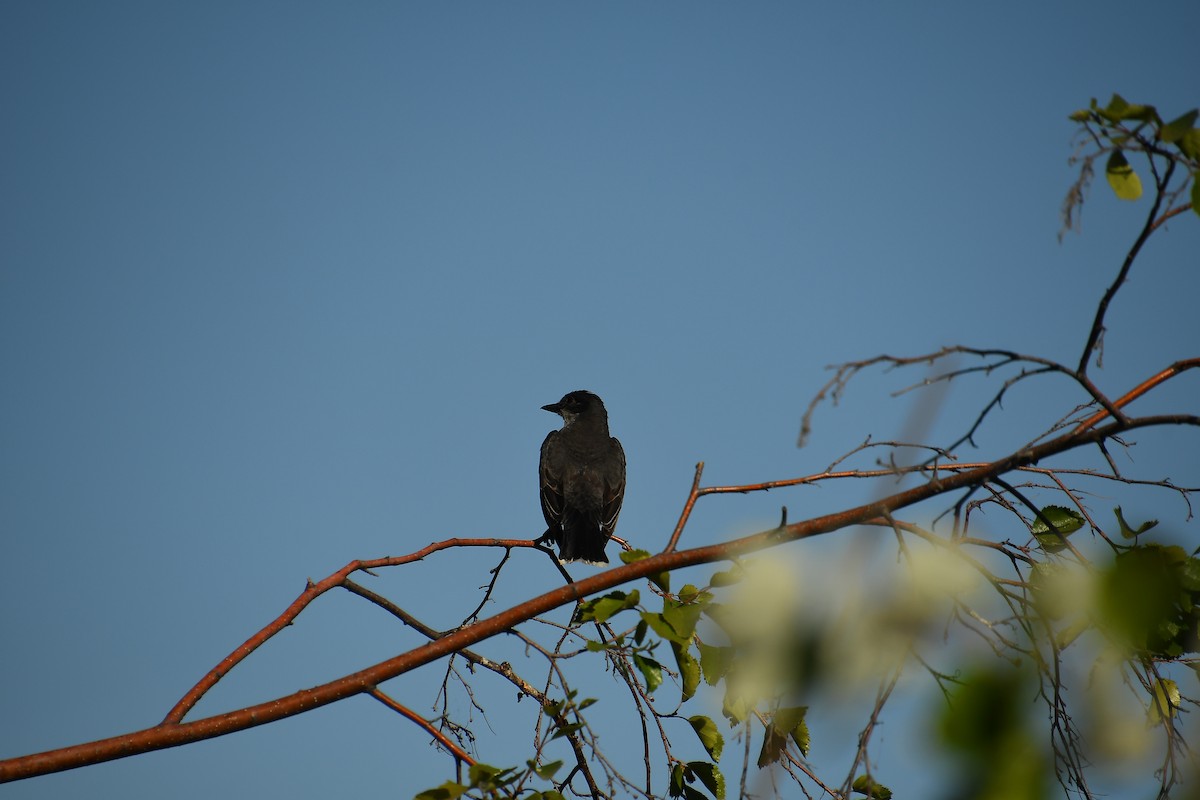 Eastern Kingbird - ML640524181