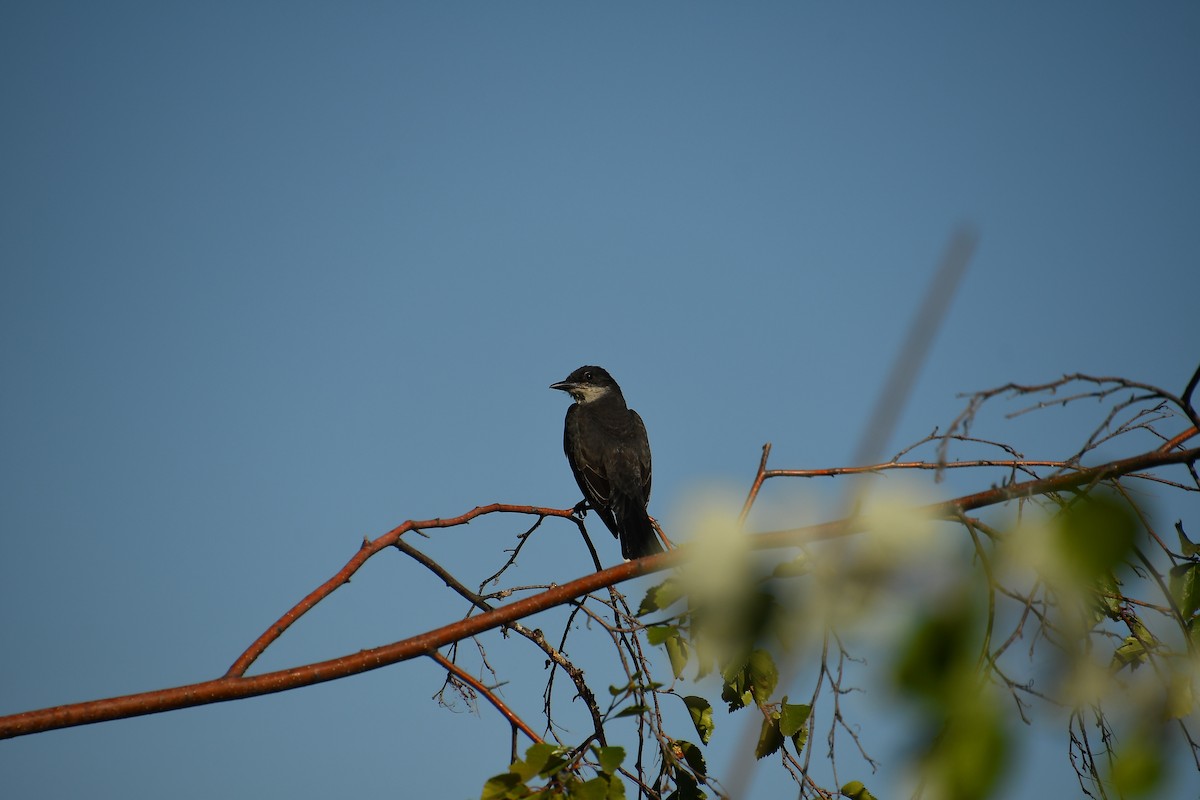Eastern Kingbird - ML640524184
