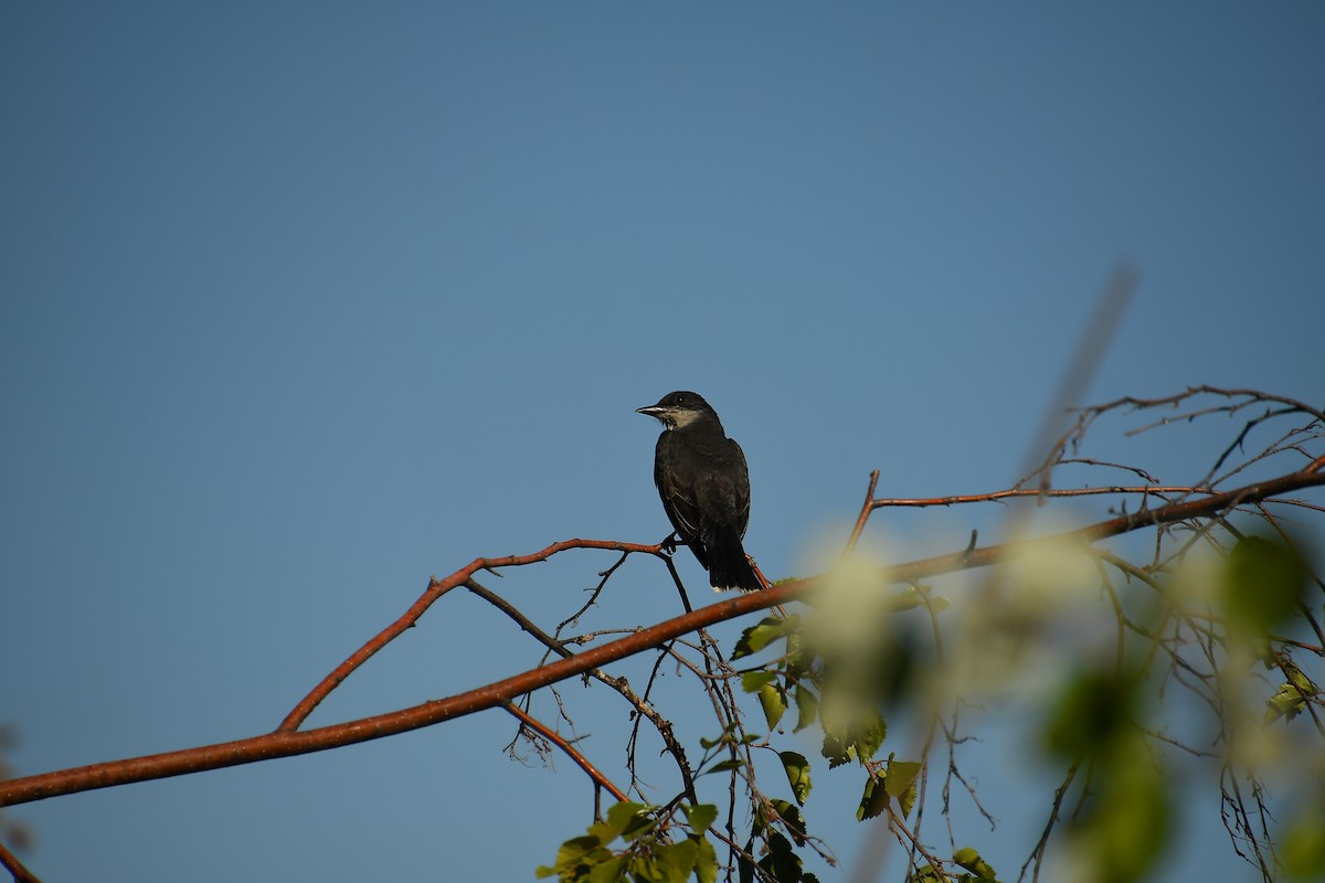 Eastern Kingbird - ML640524185