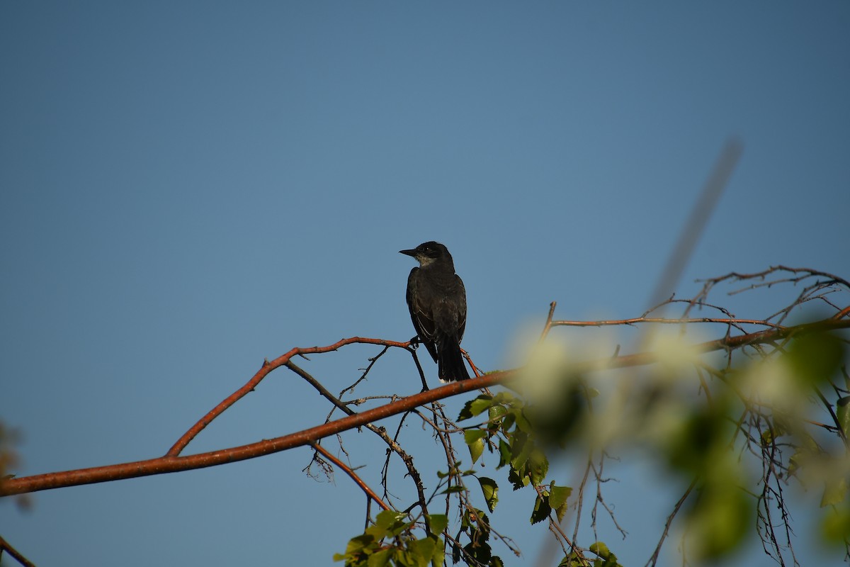 Eastern Kingbird - ML640524186