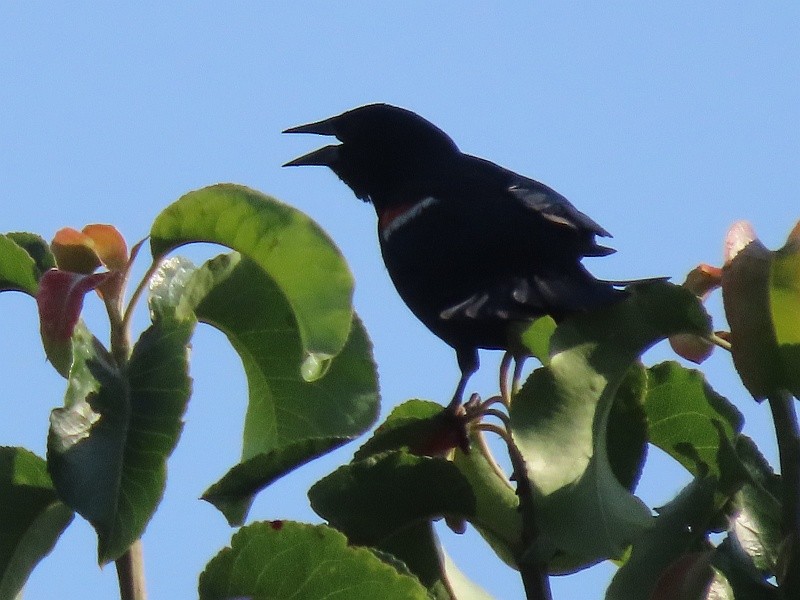 Red-winged Blackbird - ML640524189