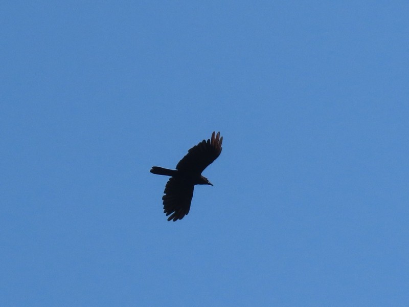Common Grackle - ML640524203