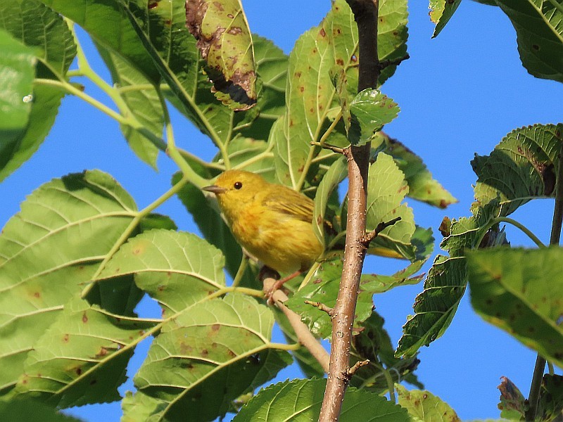 Yellow Warbler - ML640524212