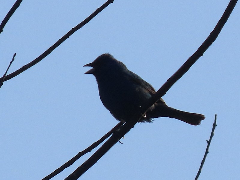 Indigo Bunting - ML640524226